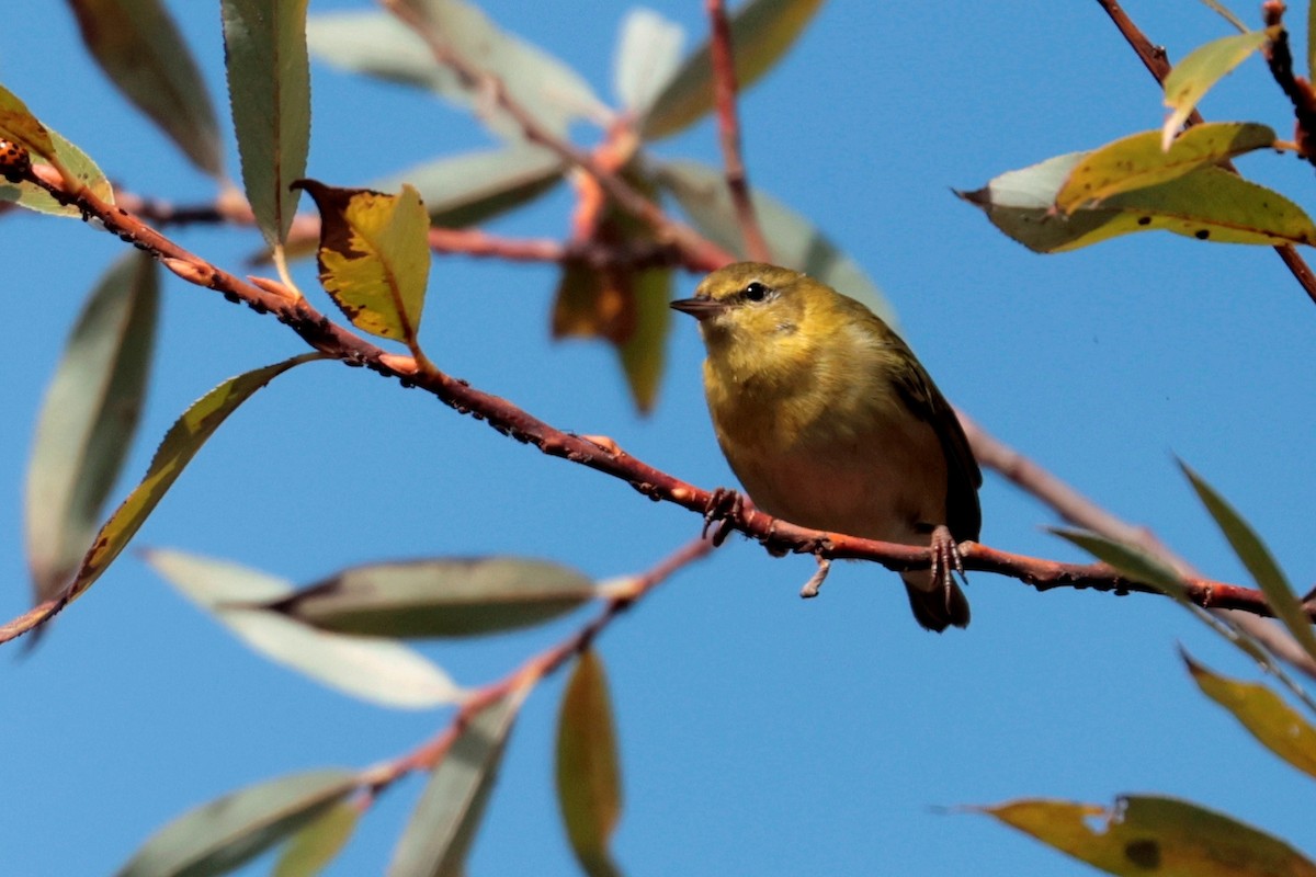 Tennessee Warbler - ML643576311