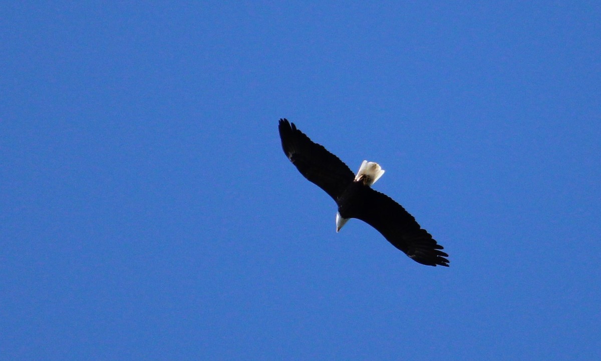 Bald Eagle - ML643576315