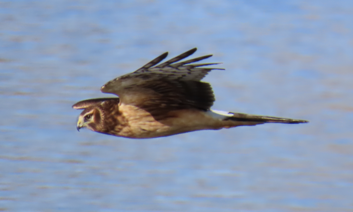 Northern Harrier - ML643576320