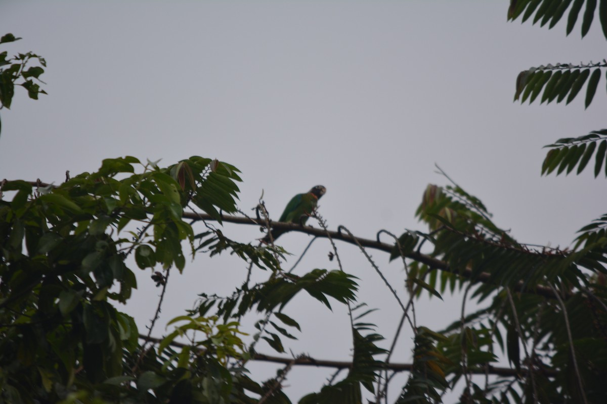 Brown-hooded Parrot - ML643576336