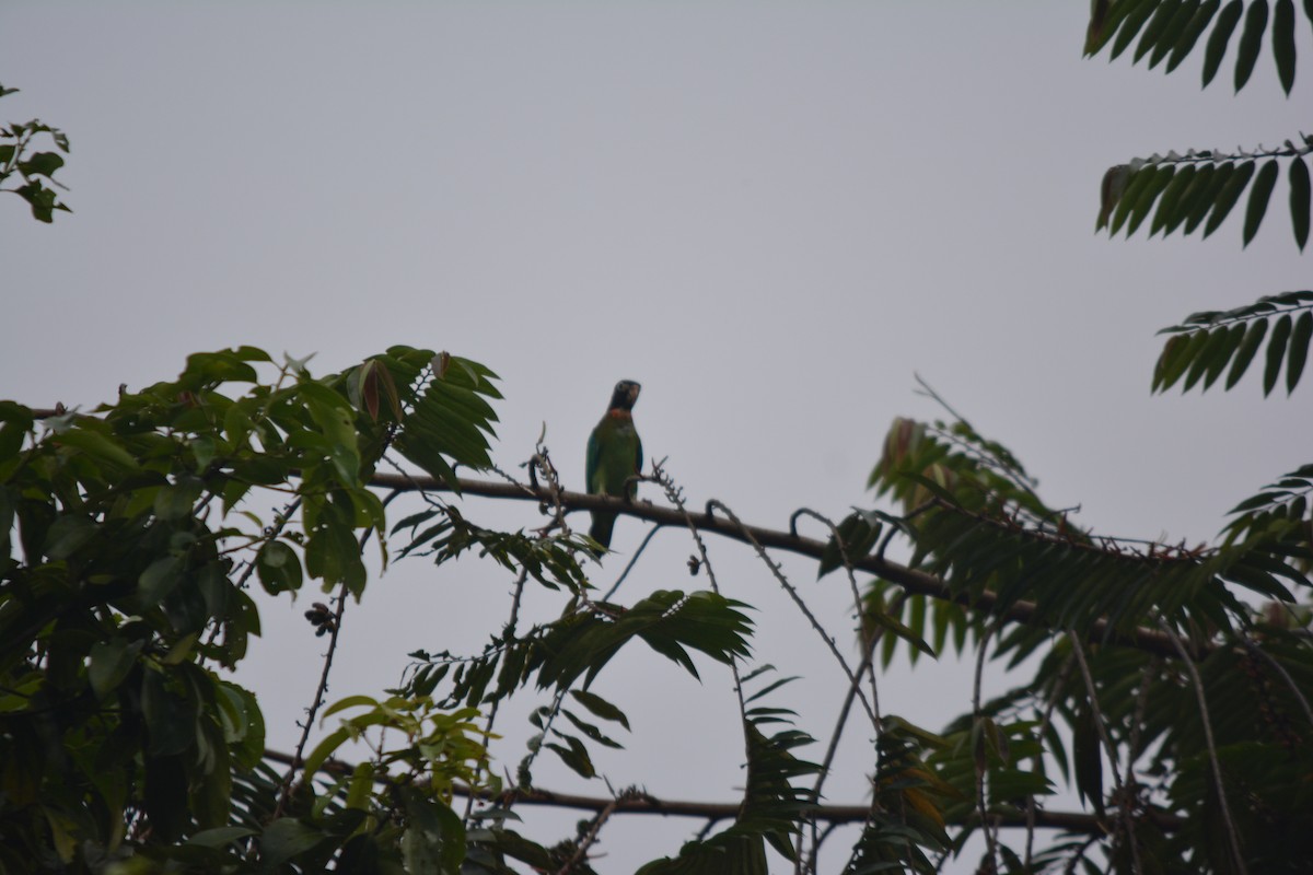 Brown-hooded Parrot - ML643576337