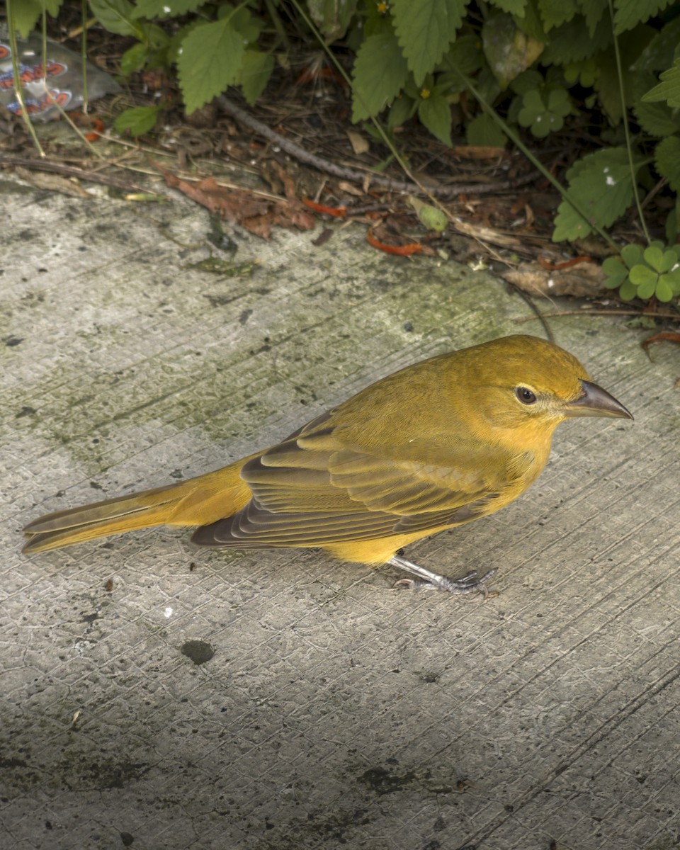 Summer Tanager - ML643576345