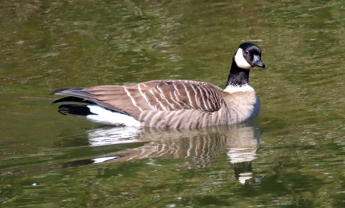 Cackling Goose (Aleutian) - ML643576347