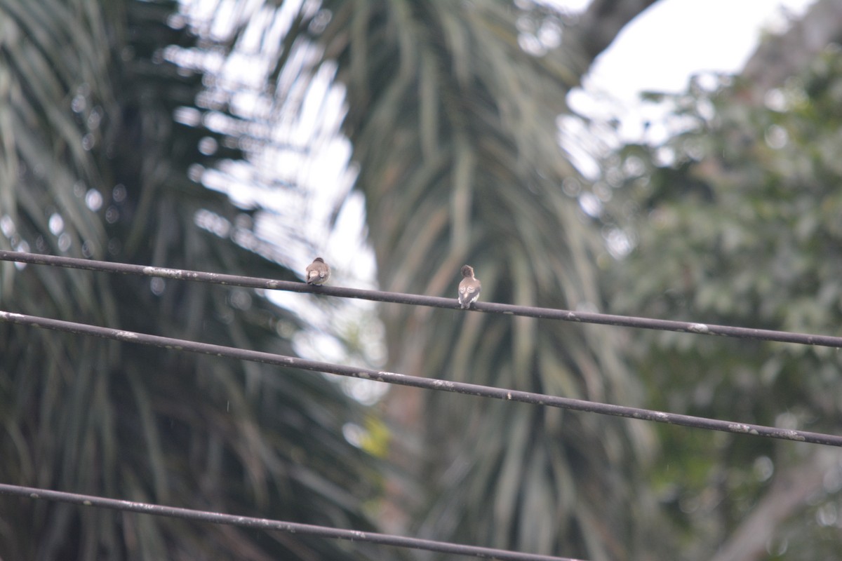 Southern Rough-winged Swallow - ML643576350