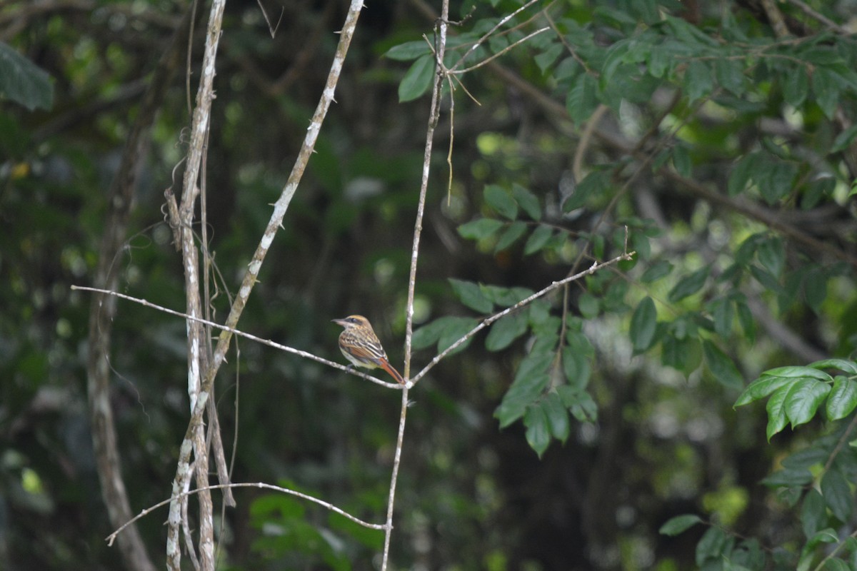 Streaked Flycatcher - ML643576362