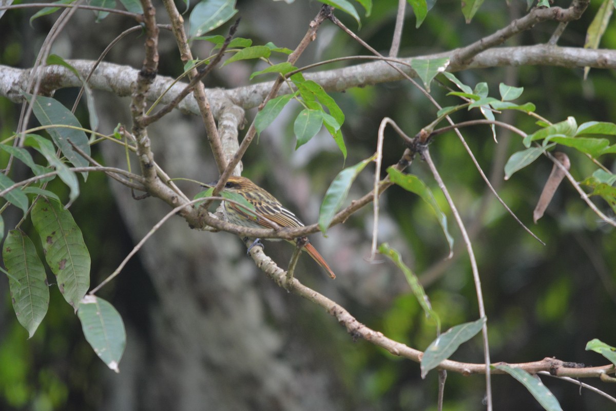 Streaked Flycatcher - ML643576363
