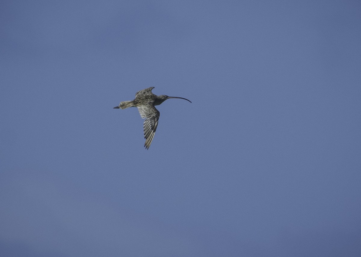 Мадагаскар тутгалжин - ML643576369