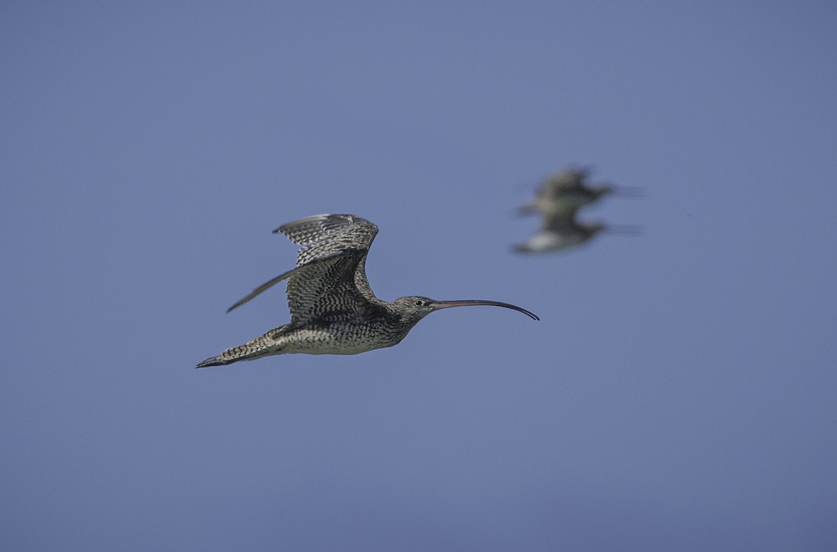 Мадагаскар тутгалжин - ML643576370