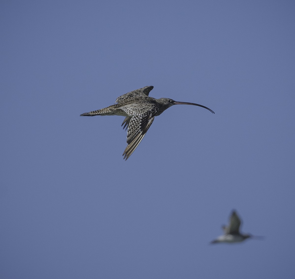 Мадагаскар тутгалжин - ML643576371