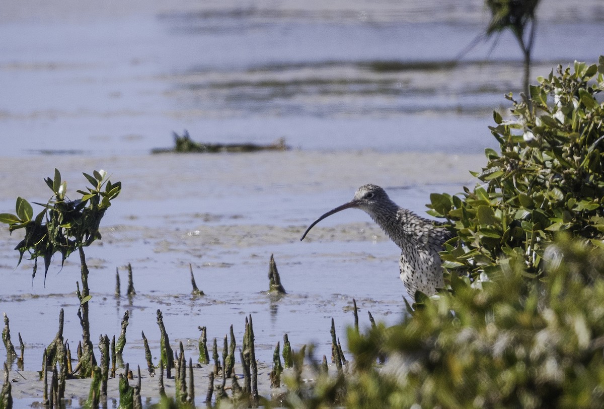 Мадагаскар тутгалжин - ML643576372