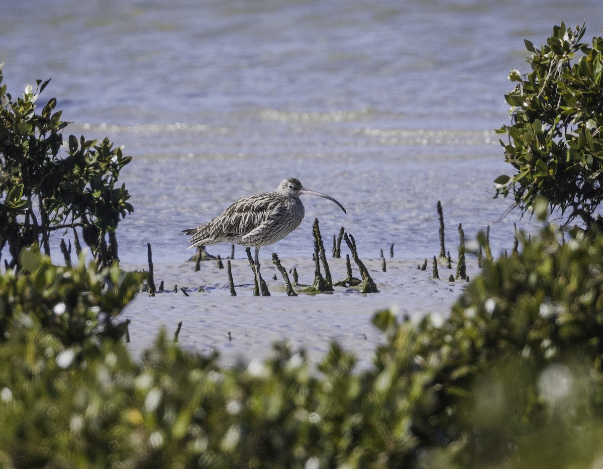 Мадагаскар тутгалжин - ML643576373