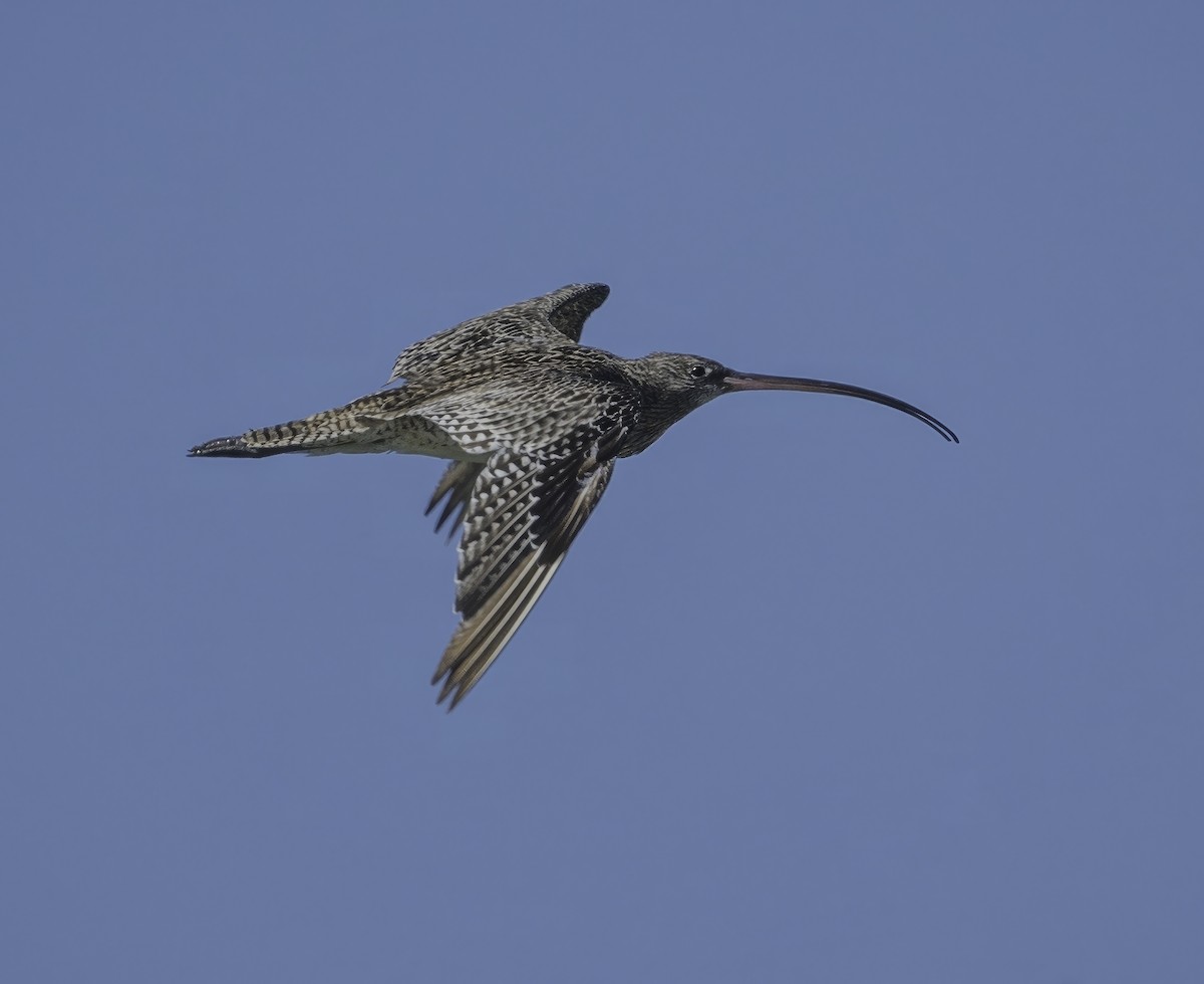 Мадагаскар тутгалжин - ML643576374