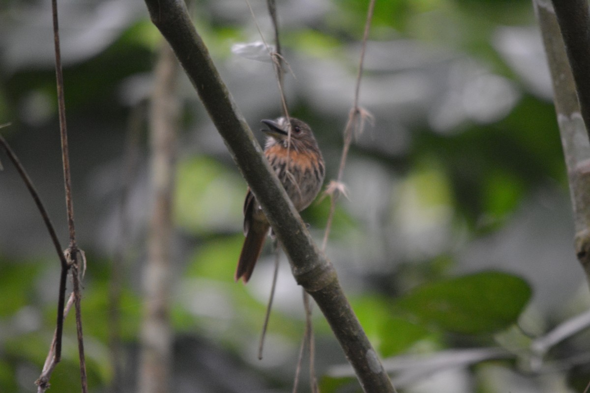 White-whiskered Puffbird - ML643576383