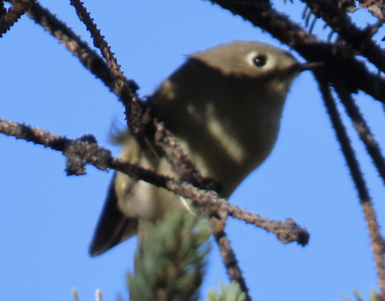 Ruby-crowned Kinglet - ML643576384