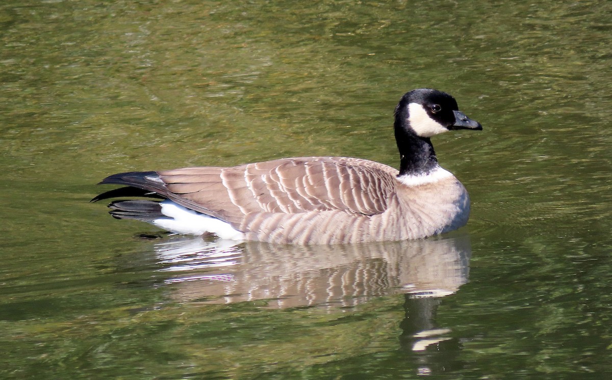Cackling Goose (Aleutian) - ML643576390