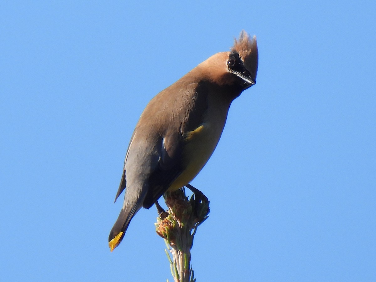 Cedar Waxwing - ML643576397