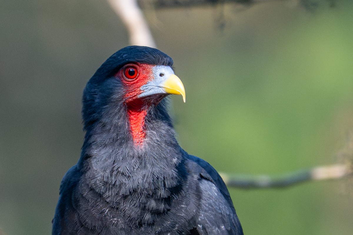 Red-throated Caracara - ML643576410