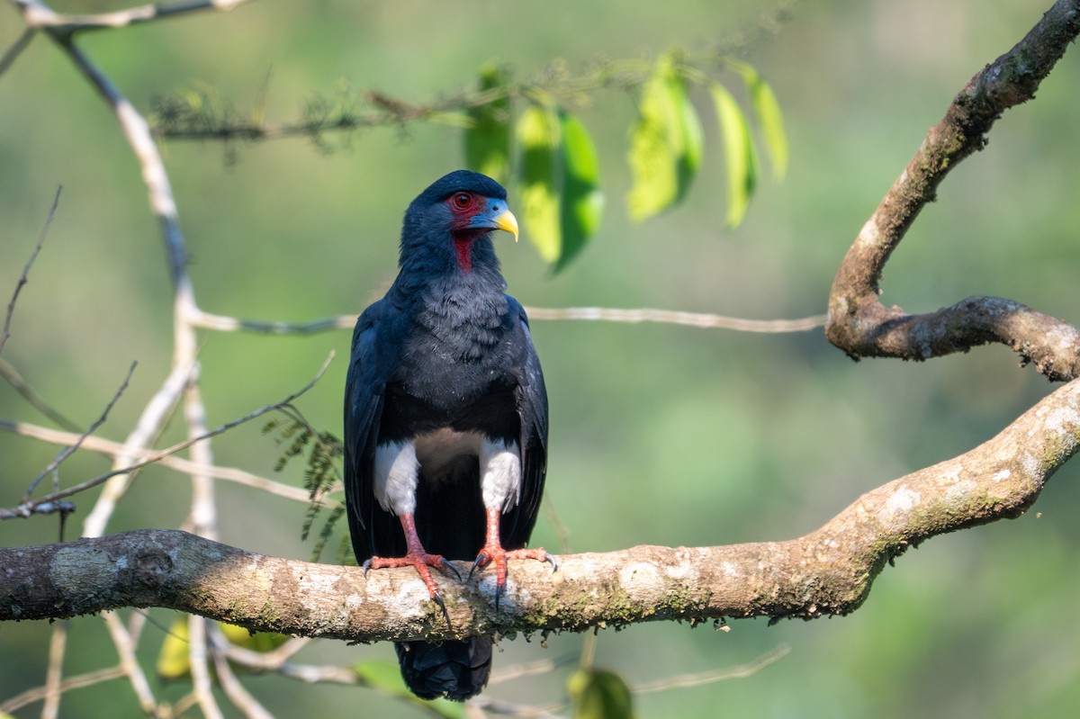 Red-throated Caracara - ML643576411