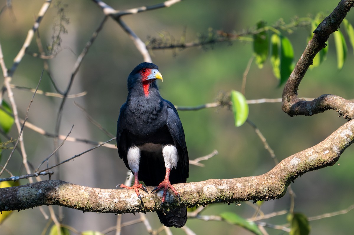 Red-throated Caracara - ML643576412