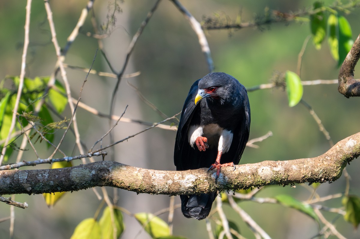 Red-throated Caracara - ML643576413