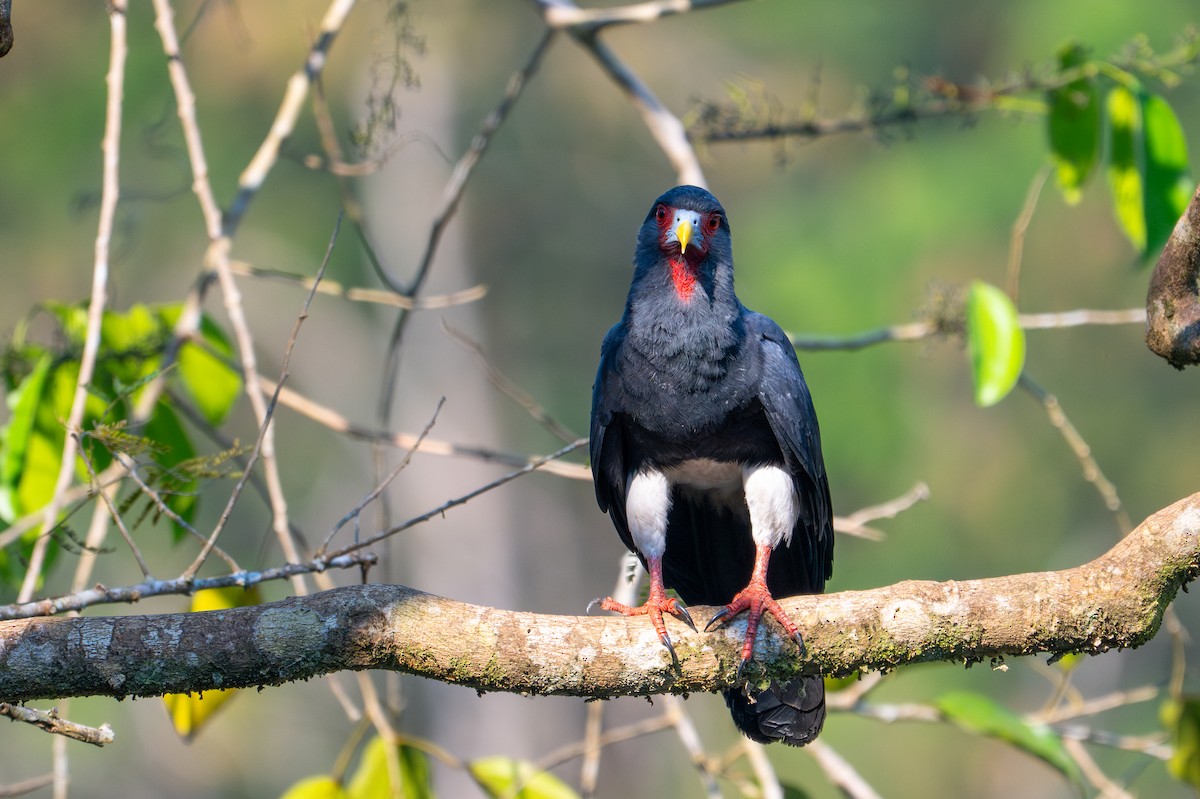Red-throated Caracara - ML643576414