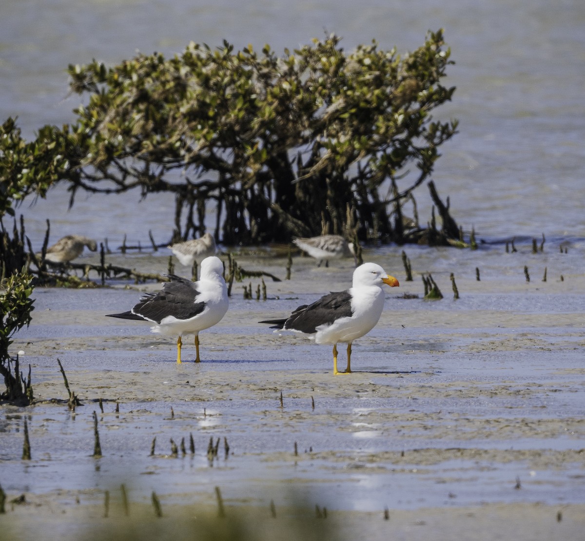 Pacific Gull - ML643576416