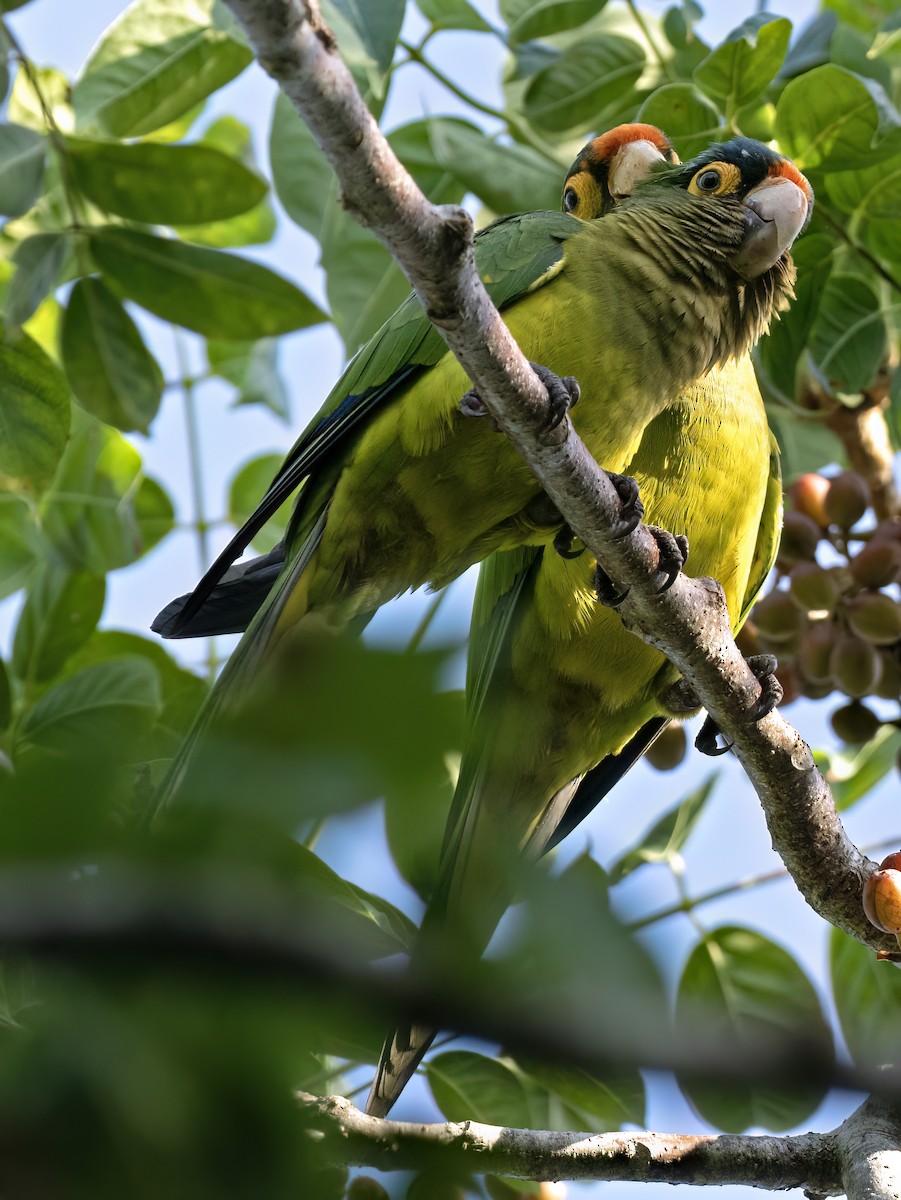 Aratinga Frentinaranja - ML643576417