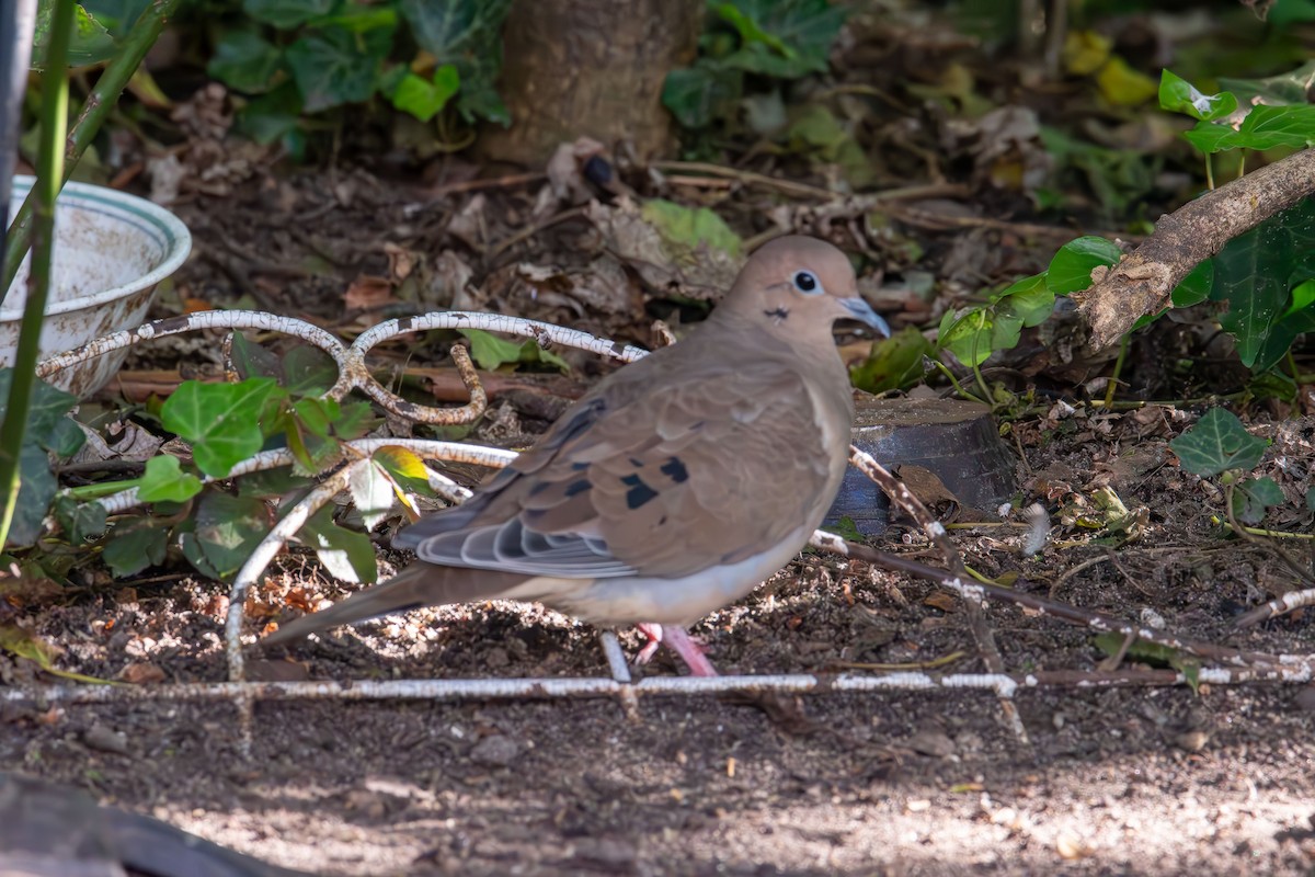 Mourning Dove - ML643576418
