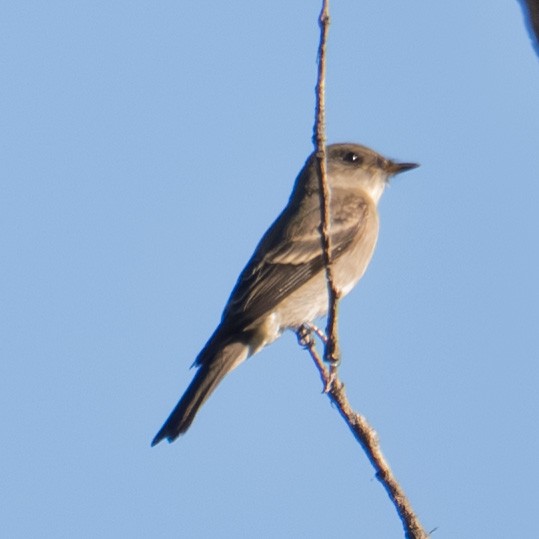Western Wood-Pewee - ML643576437