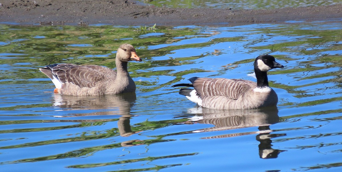 Cackling Goose (Aleutian) - ML643576438