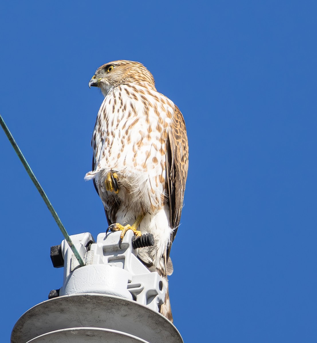 Cooper's Hawk - ML643576445
