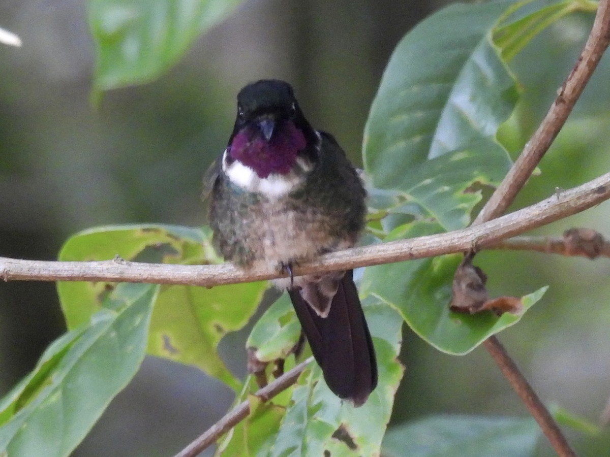 Merida Sunangel - ML643576451