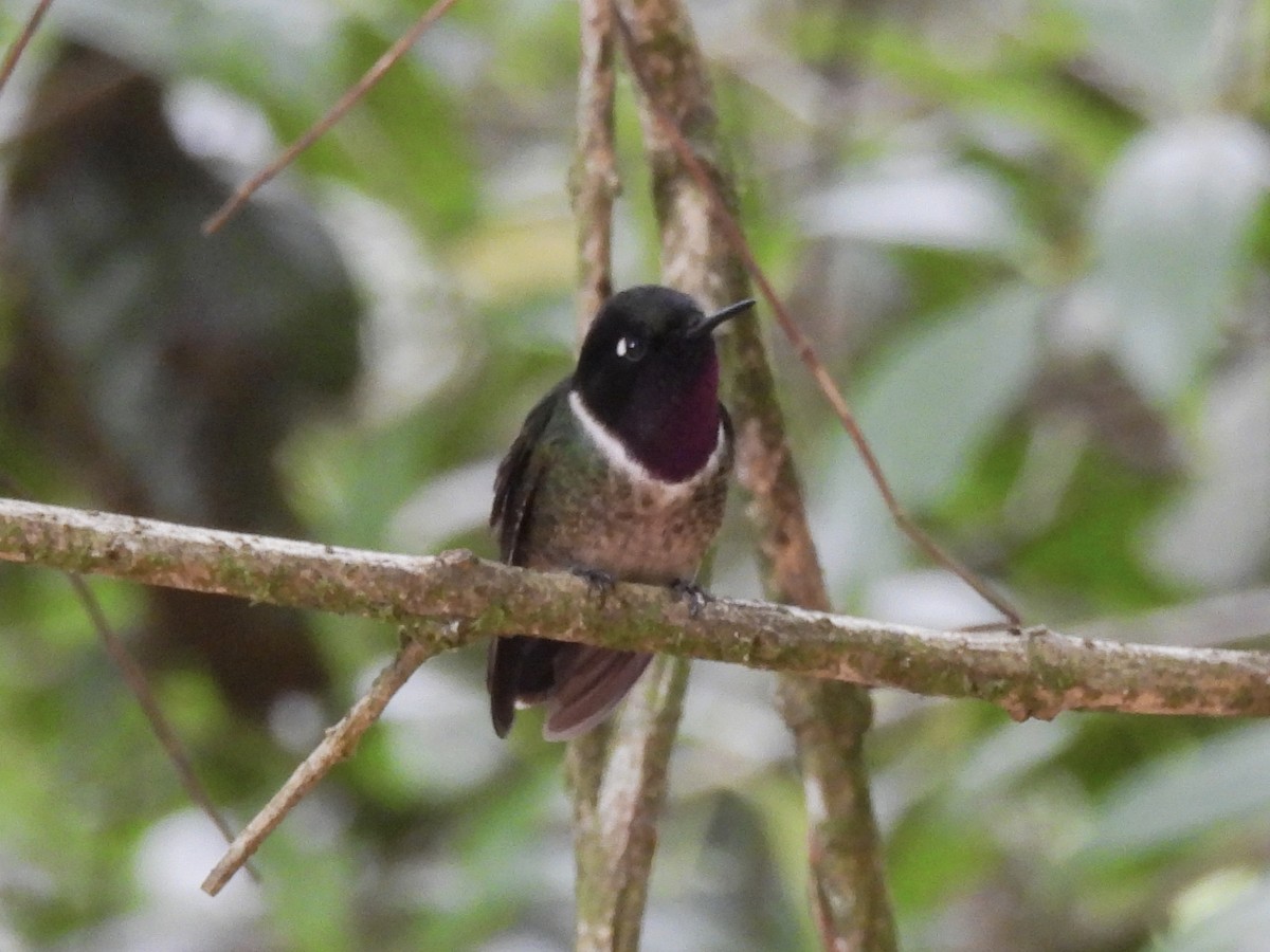 Merida Sunangel - ML643576452