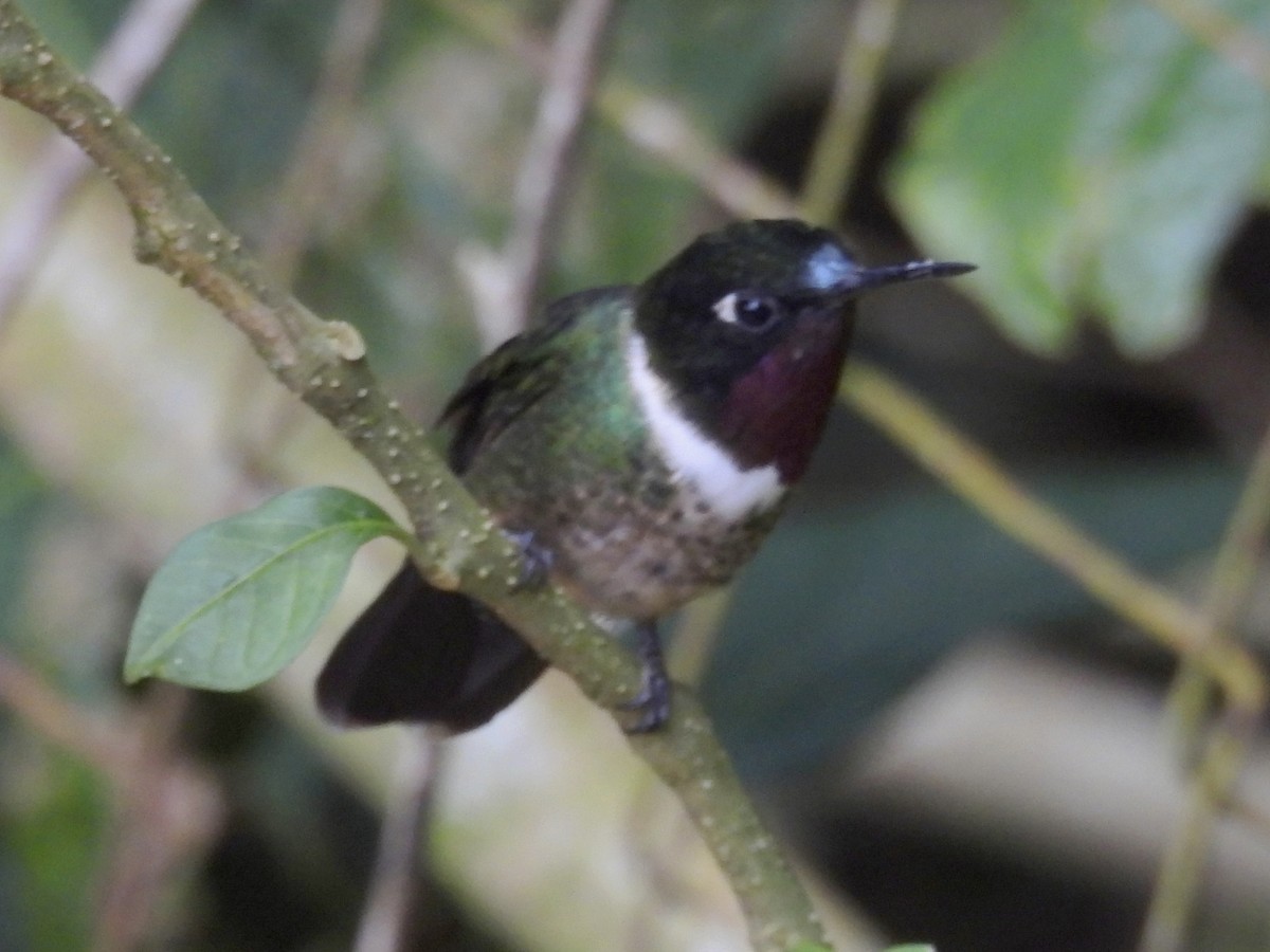 Merida Sunangel - ML643576453