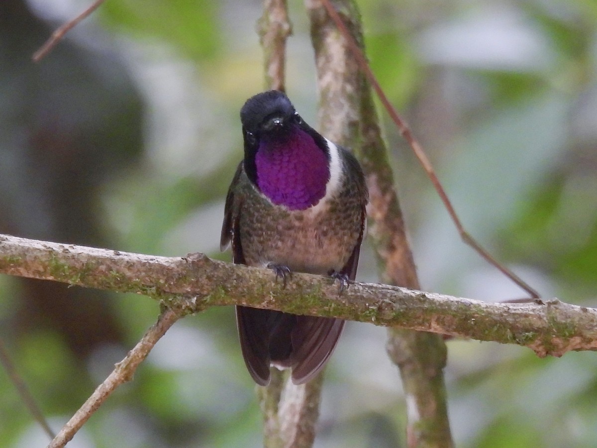 Merida Sunangel - ML643576454