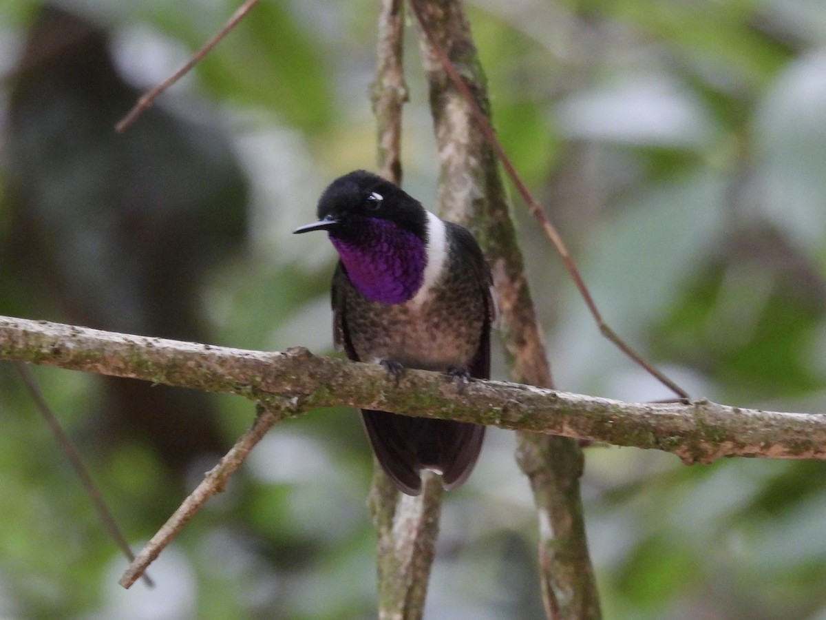 Merida Sunangel - ML643576455