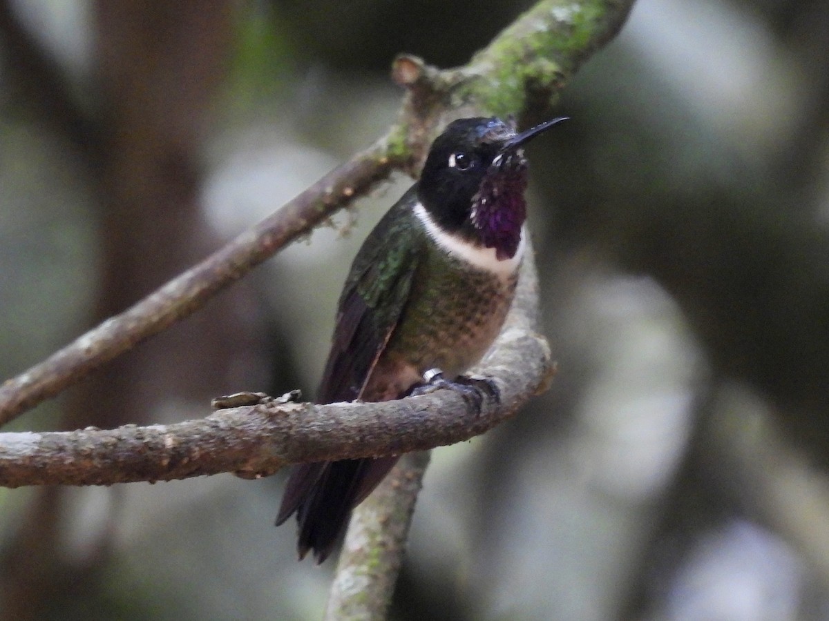 Merida Sunangel - ML643576456