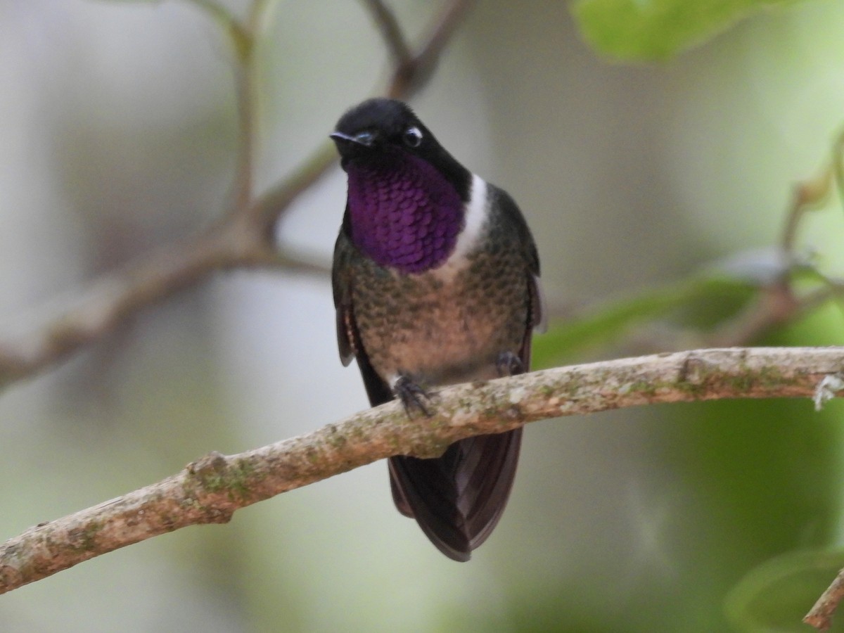 Merida Sunangel - ML643576457