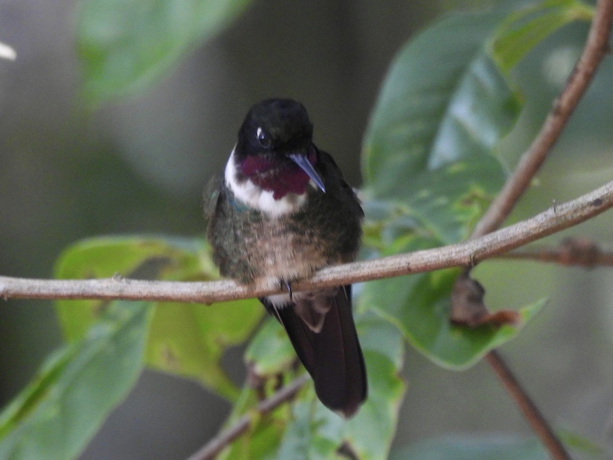 Merida Sunangel - ML643576458