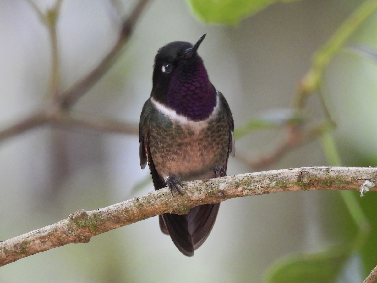 Merida Sunangel - ML643576459