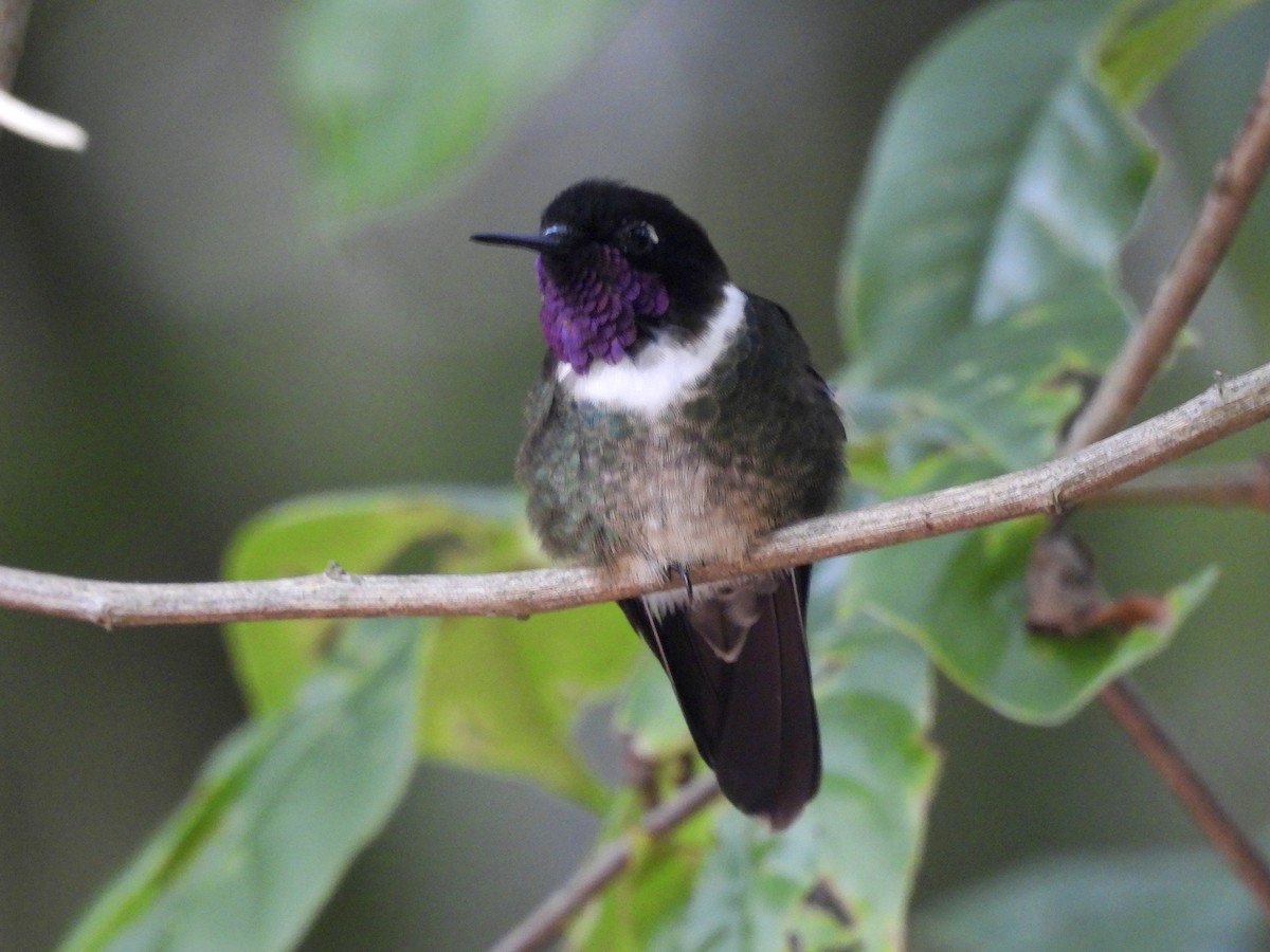 Merida Sunangel - ML643576460