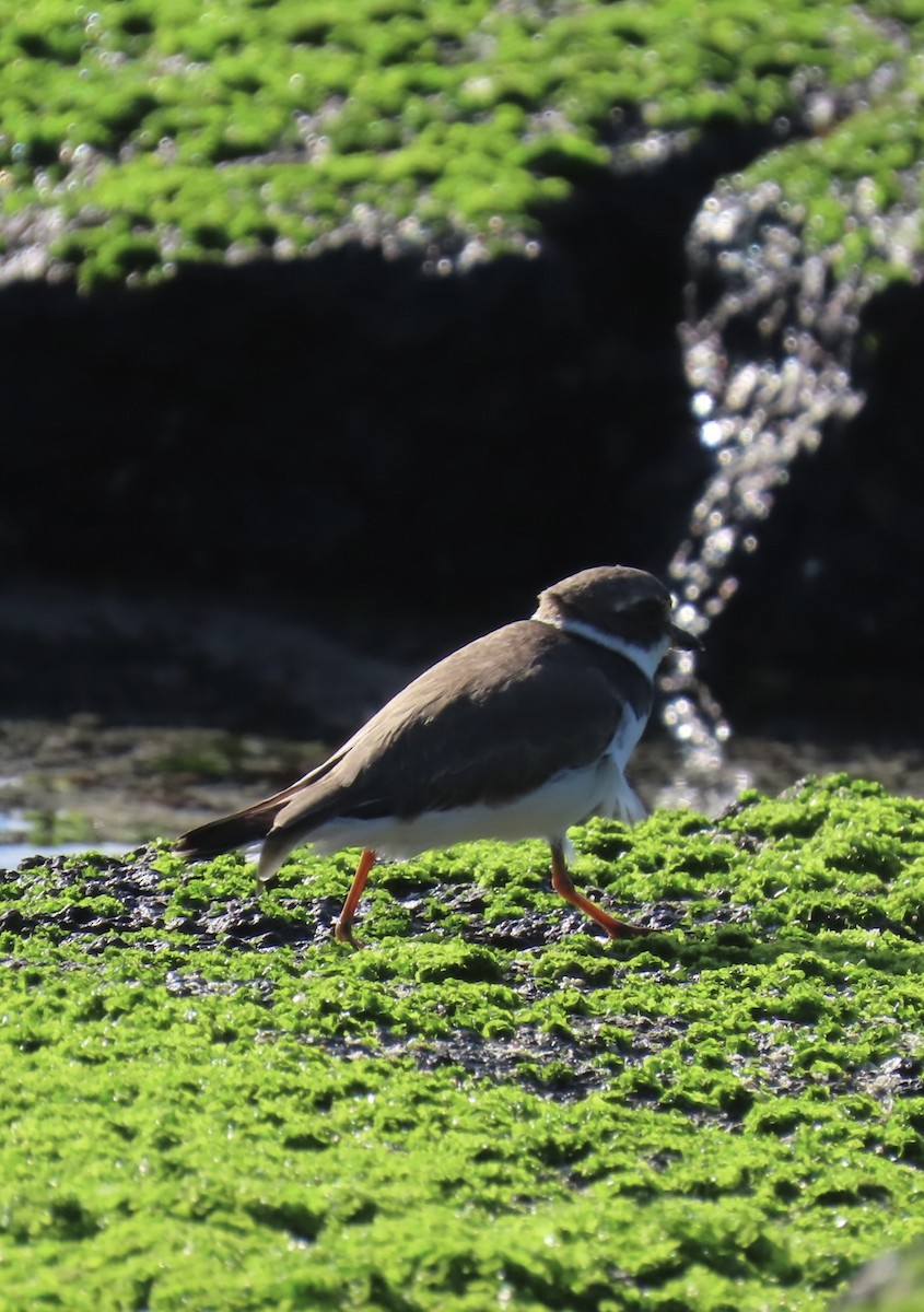 Semipalmated Plover - ML643576461