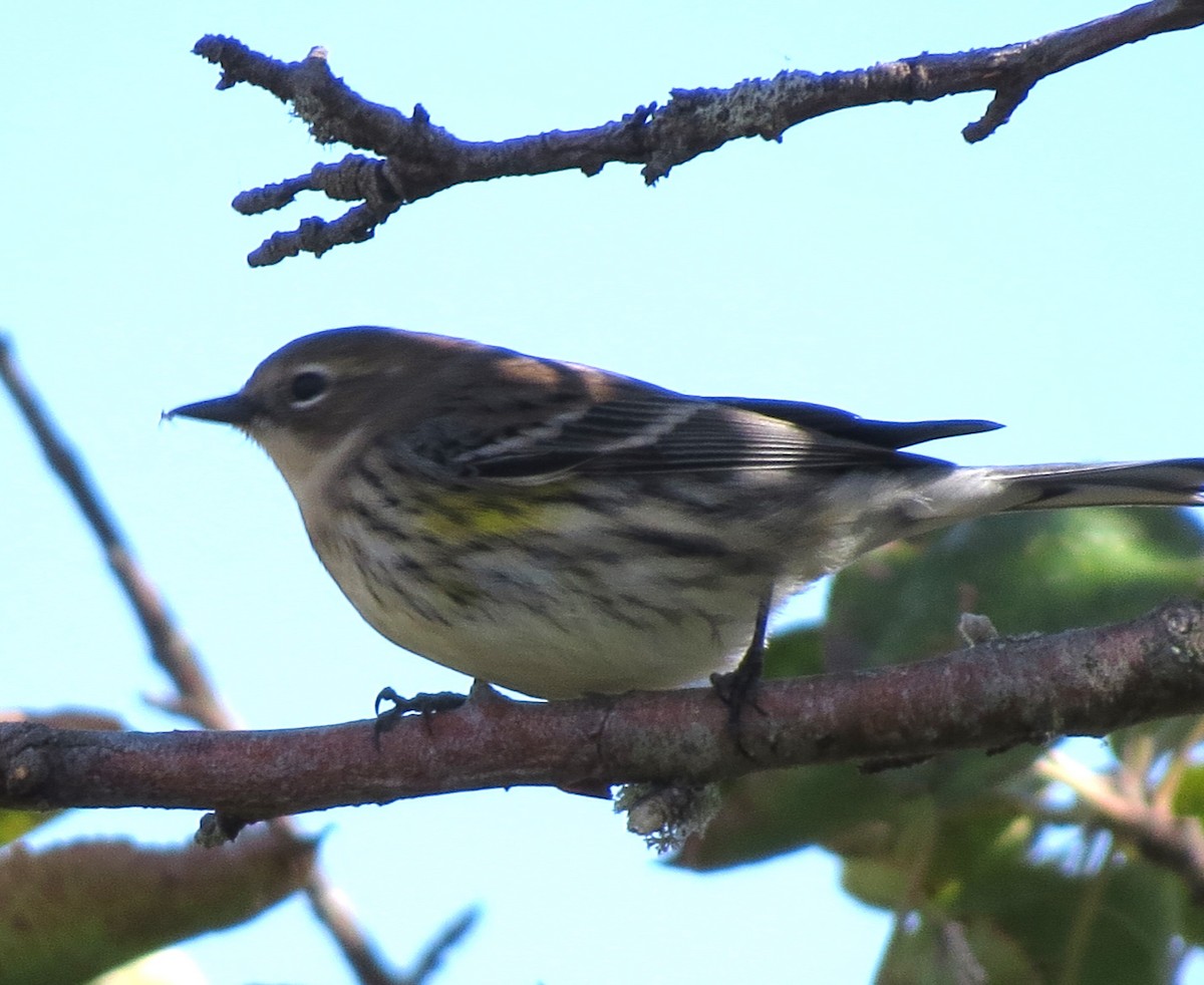 Yellow-rumped Warbler - ML643576464