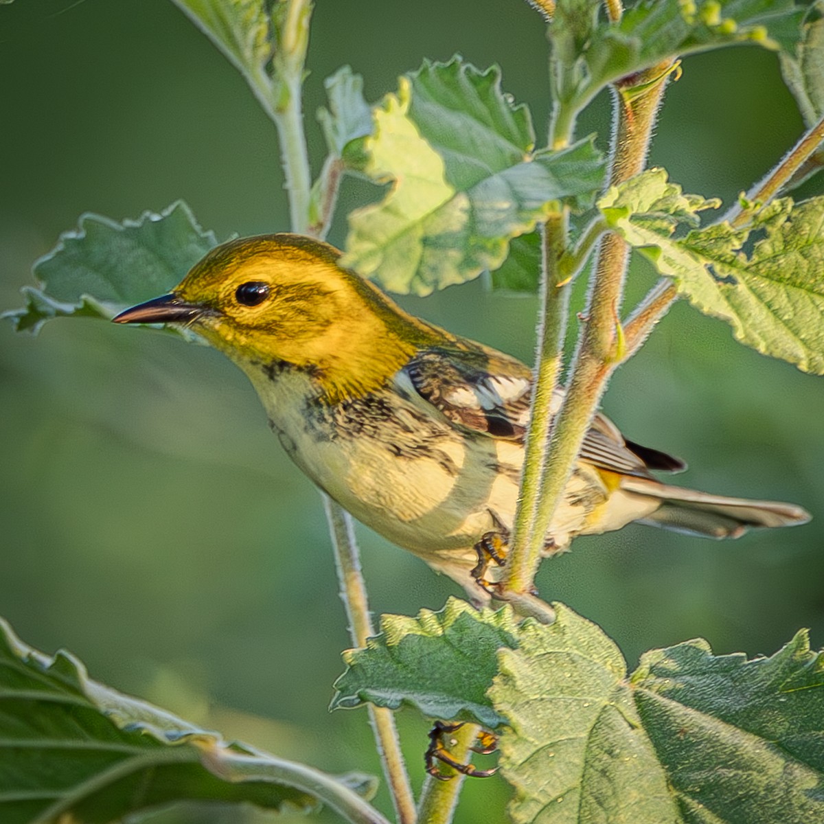 Black-throated Green Warbler - ML643576465