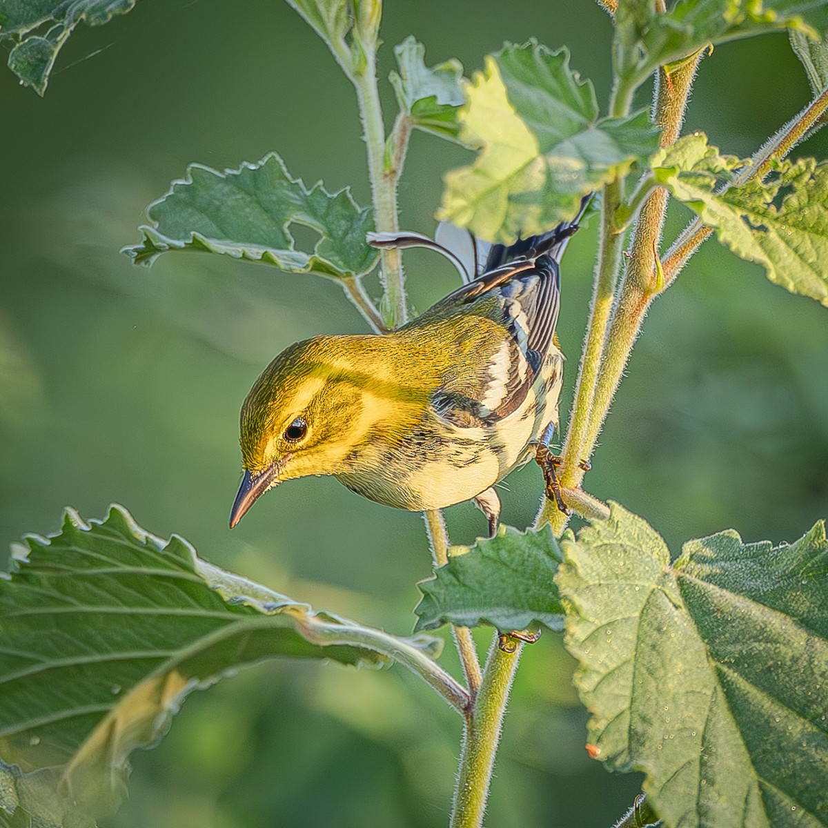 Black-throated Green Warbler - ML643576467