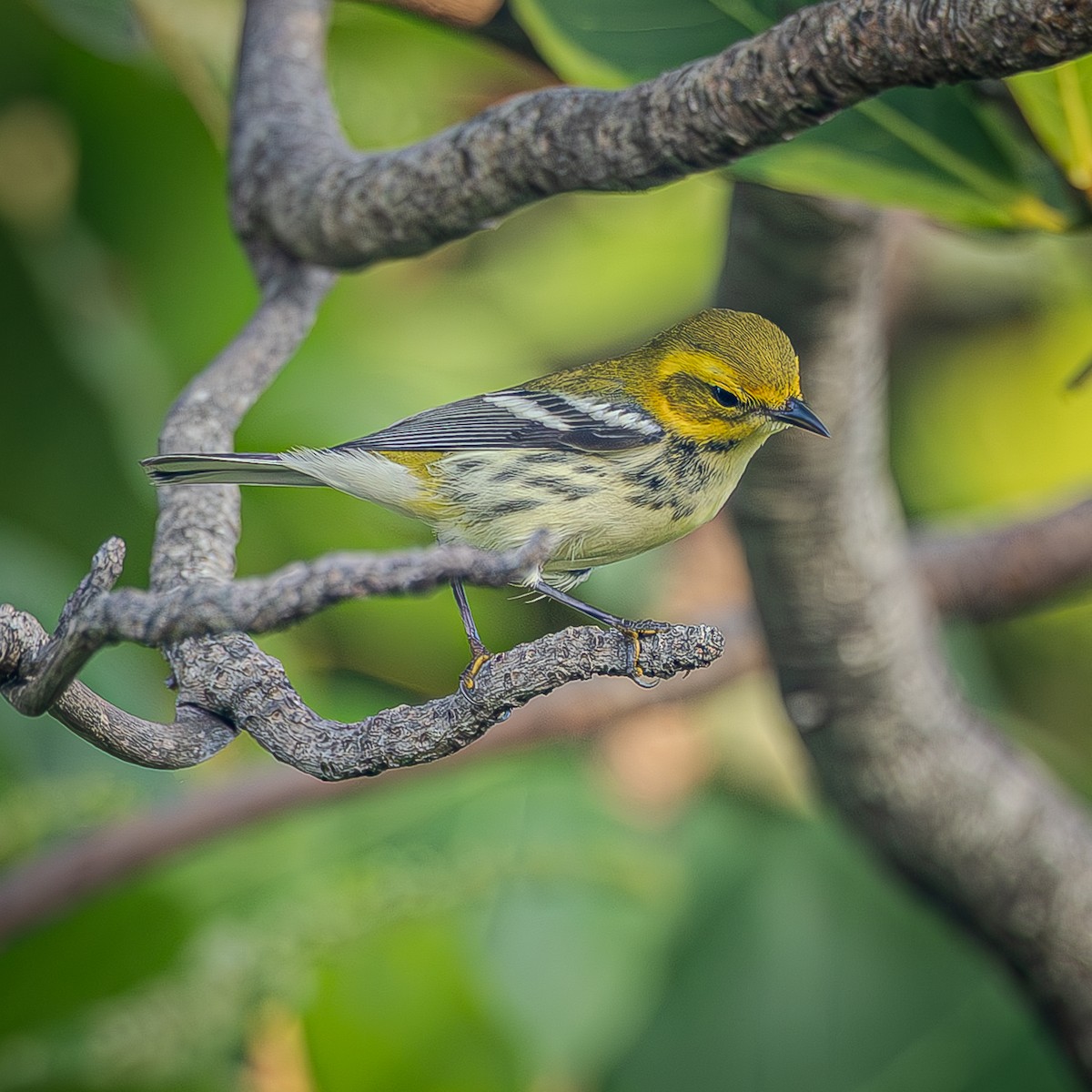 Black-throated Green Warbler - ML643576468