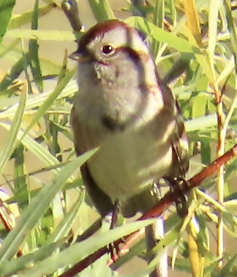 American Tree Sparrow - ML643576469