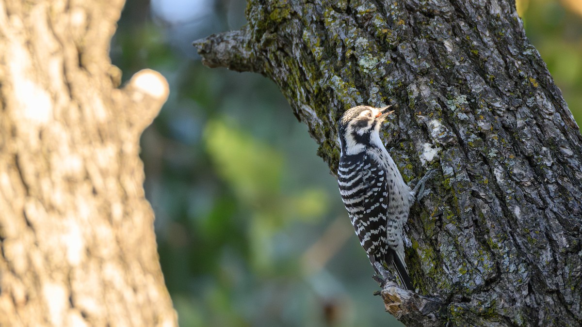 Nuttall's Woodpecker - ML643576471