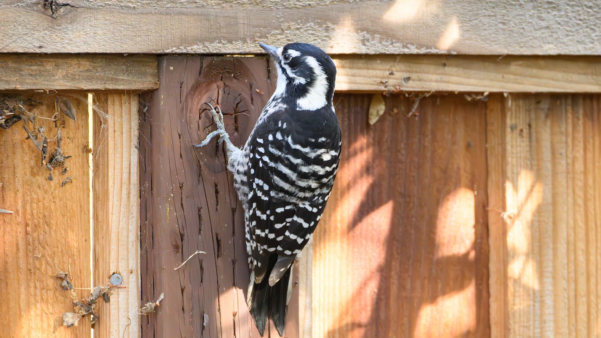 Nuttall's Woodpecker - ML643576472