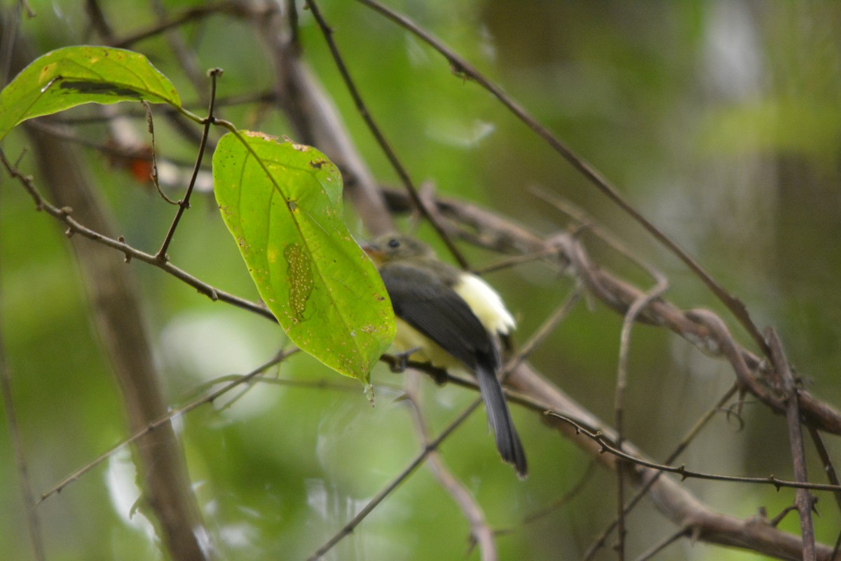 Black-tailed Flycatcher - ML643576477